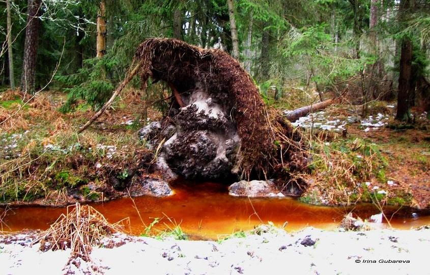 Учёные объяснили ярко-красный цвет воды в водоёмах Куршской косы (+фото)